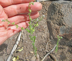 Lappula occidentalis occidentalis