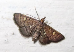 Dolicharthria stigmosalis