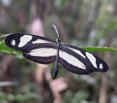 Moschoneura pinthous
