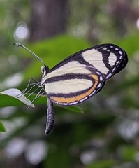 Moschoneura pinthous