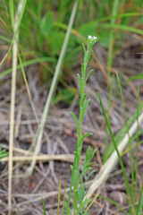 Lappula occidentalis occidentalis
