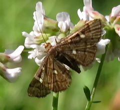 Dolicharthria stigmosalis