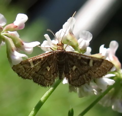 Dolicharthria stigmosalis