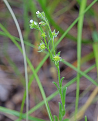 Lappula occidentalis occidentalis