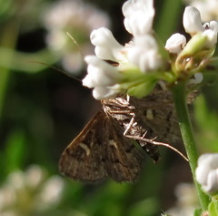 Dolicharthria stigmosalis