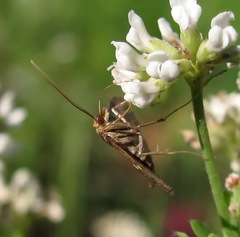 Dolicharthria stigmosalis