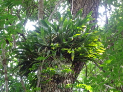 Microsorum punctatum