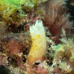 Phlebobranchia