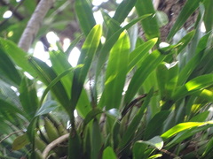 Microsorum punctatum