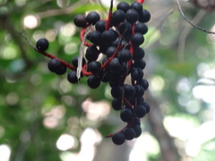 Chamaedorea tepejilote
