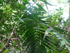 Chamaedorea tepejilote