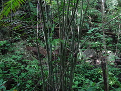 Chamaedorea tepejilote