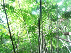 Chamaedorea tepejilote