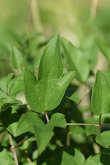 Clematis pitcheri pitcheri
