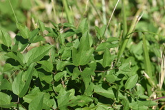 Clematis pitcheri pitcheri