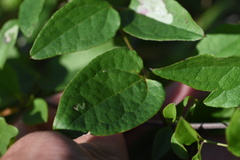 Clematis pitcheri pitcheri