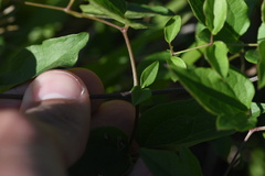 Clematis pitcheri pitcheri