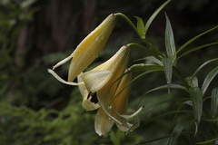 Lilium kesselringianum