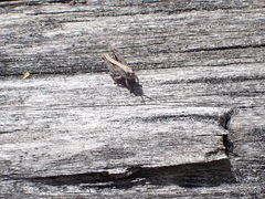 Phaulacridium marginale