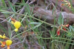 Acmispon utahensis