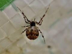 Cryptachaea blattea