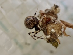 Cryptachaea blattea
