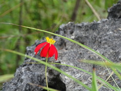 Adenophyllum aurantium
