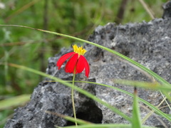 Adenophyllum aurantium