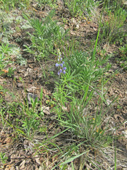 Lupinus argenteus argenteus