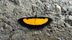 Xanthyris flaveolata