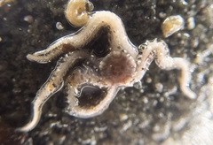 Amphiodia occidentalis