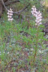 Lupinus argenteus argenteus