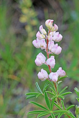Lupinus argenteus argenteus