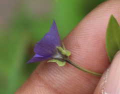 Exacum pumilum