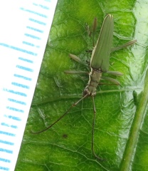 Calliprason sinclairi