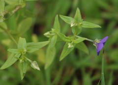Exacum pumilum