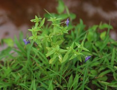 Exacum pumilum