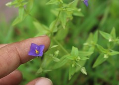 Exacum pumilum