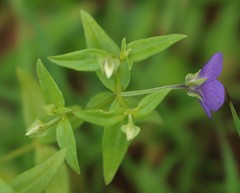 Exacum pumilum