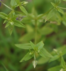Exacum pumilum