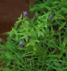 Exacum pumilum