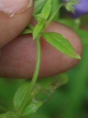 Exacum pumilum