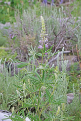 Lupinus sericeus sericeus