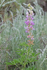 Lupinus sericeus sericeus