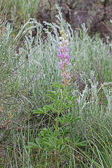 Lupinus sericeus sericeus
