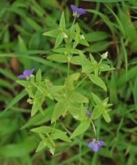 Exacum pumilum
