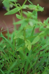 Exacum pumilum