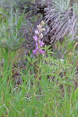 Lupinus sericeus sericeus