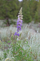 Lupinus sericeus sericeus