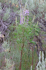Lupinus sericeus sericeus